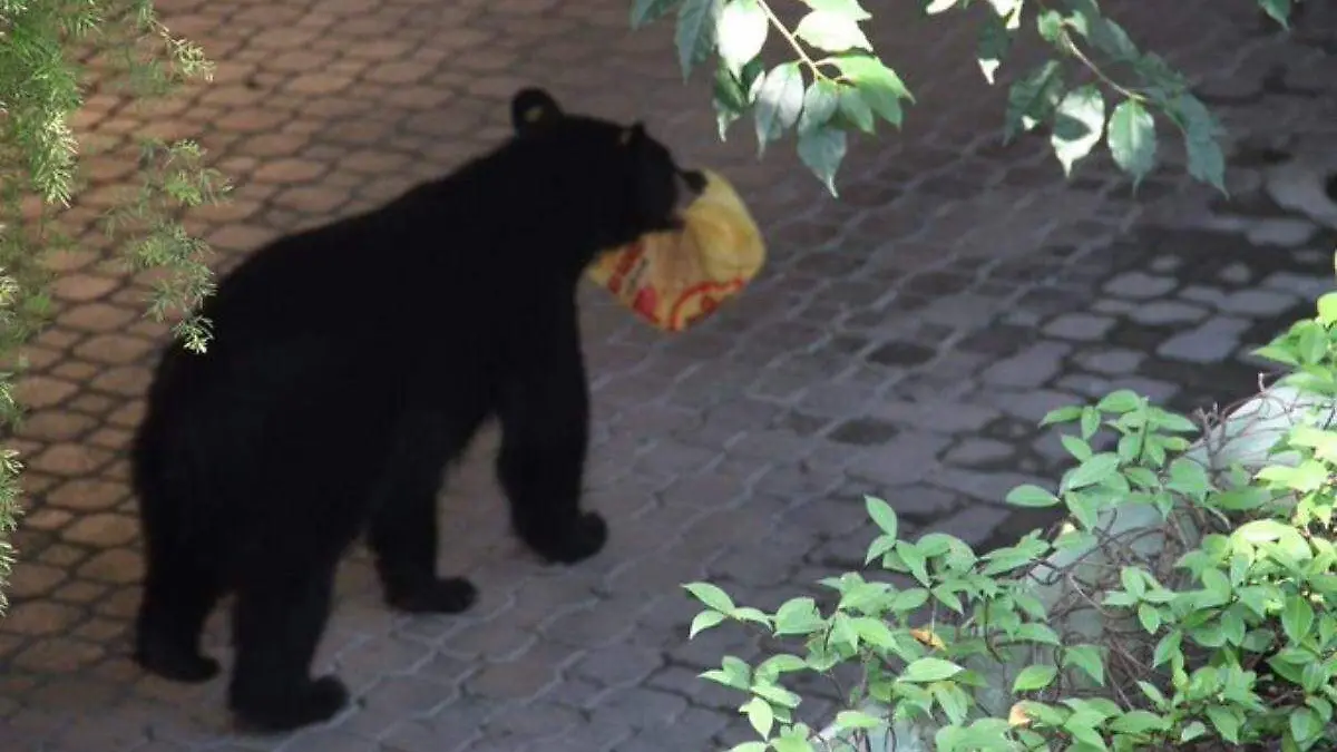 Oso negro